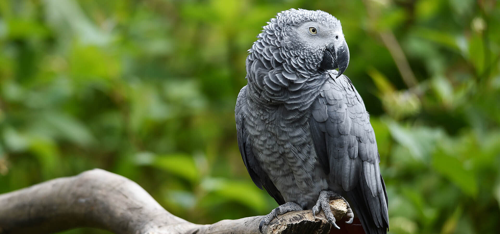 African Grey Parrot