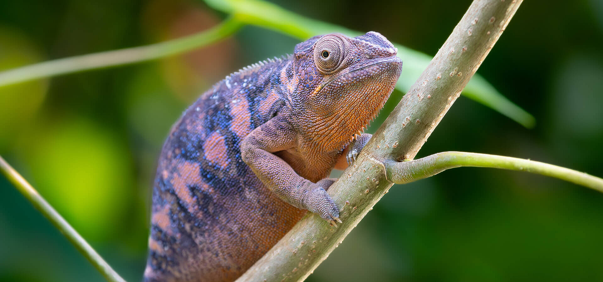 Panther Chameleon