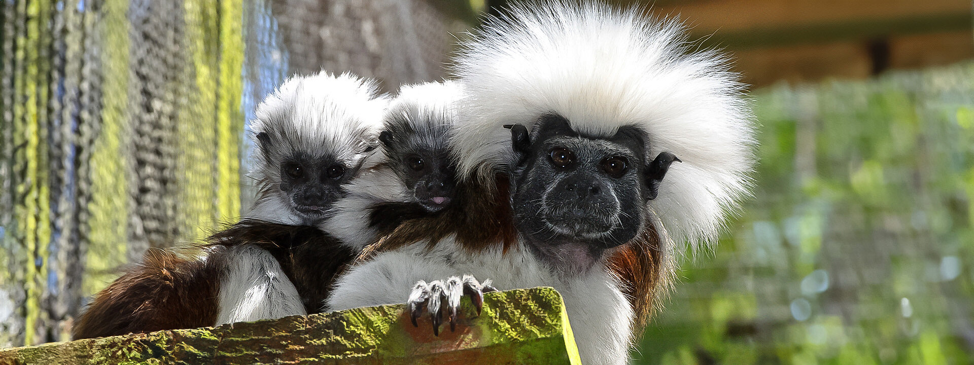 Cotton Top Tamarin