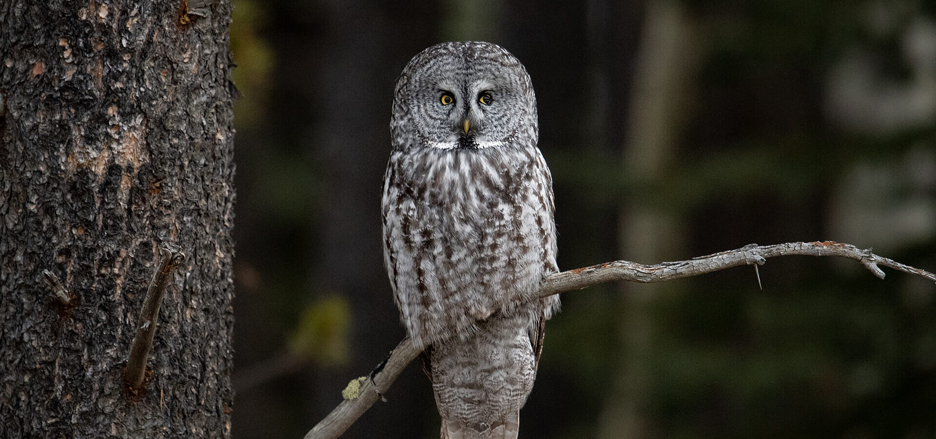 Great Grey Owl