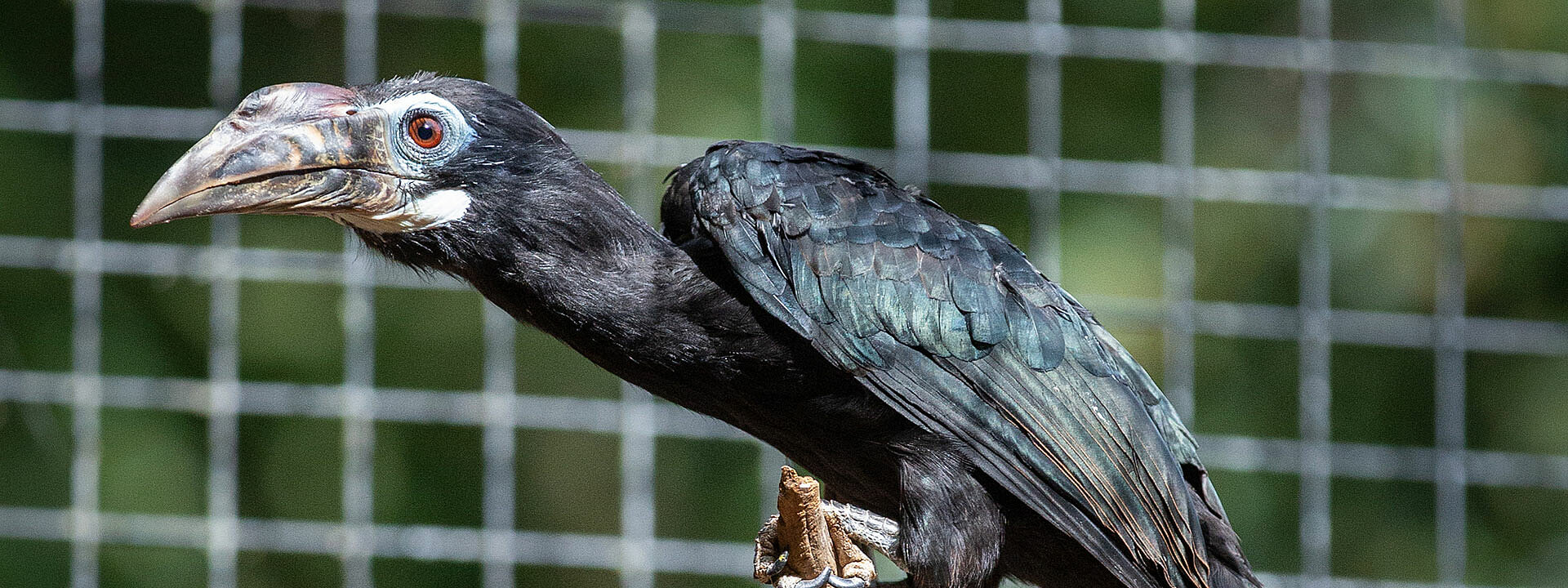 Tarictic Hornbill