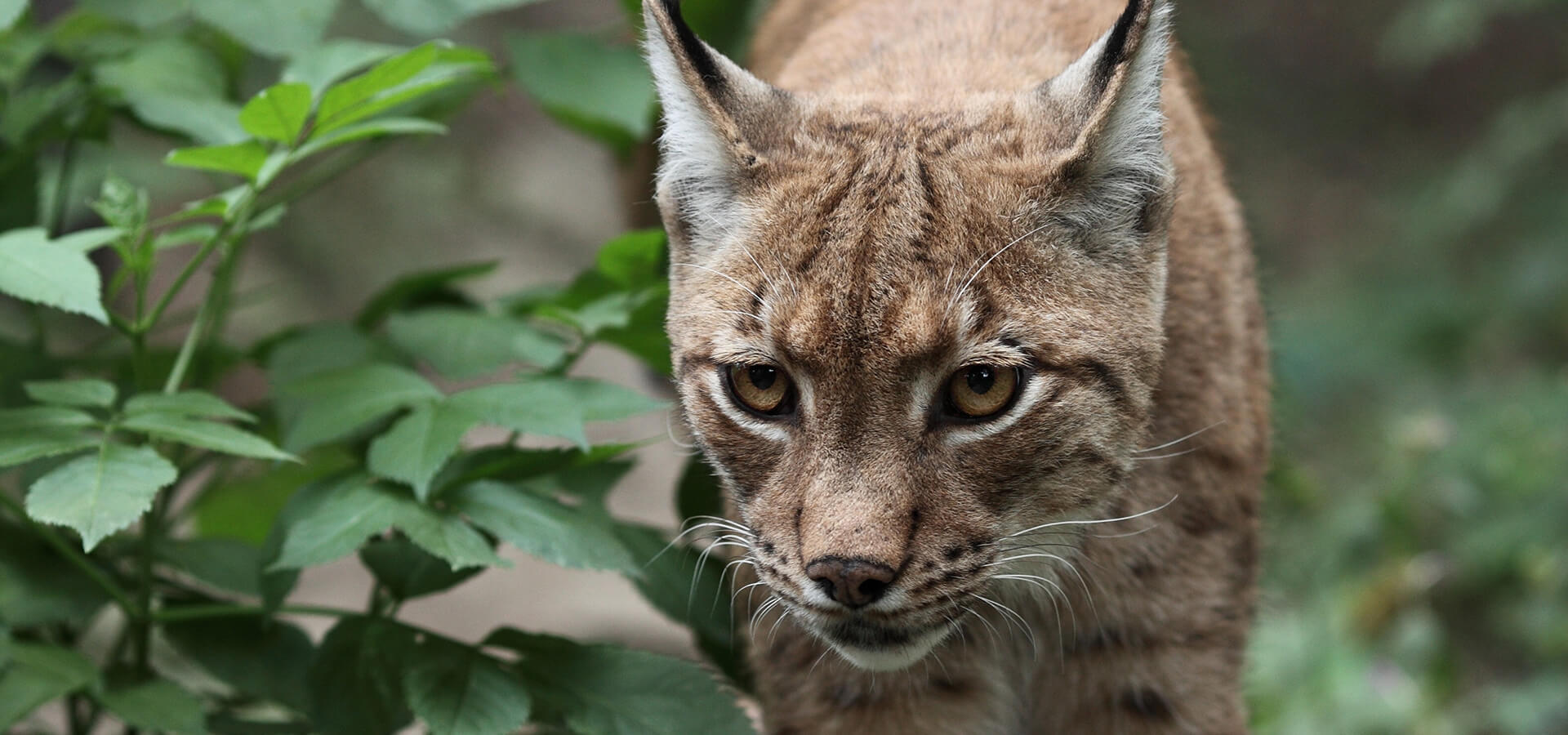 Northern Lynx