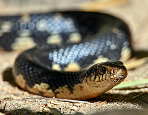 Malagasy Giant Hognose