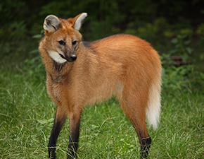 Maned wolf